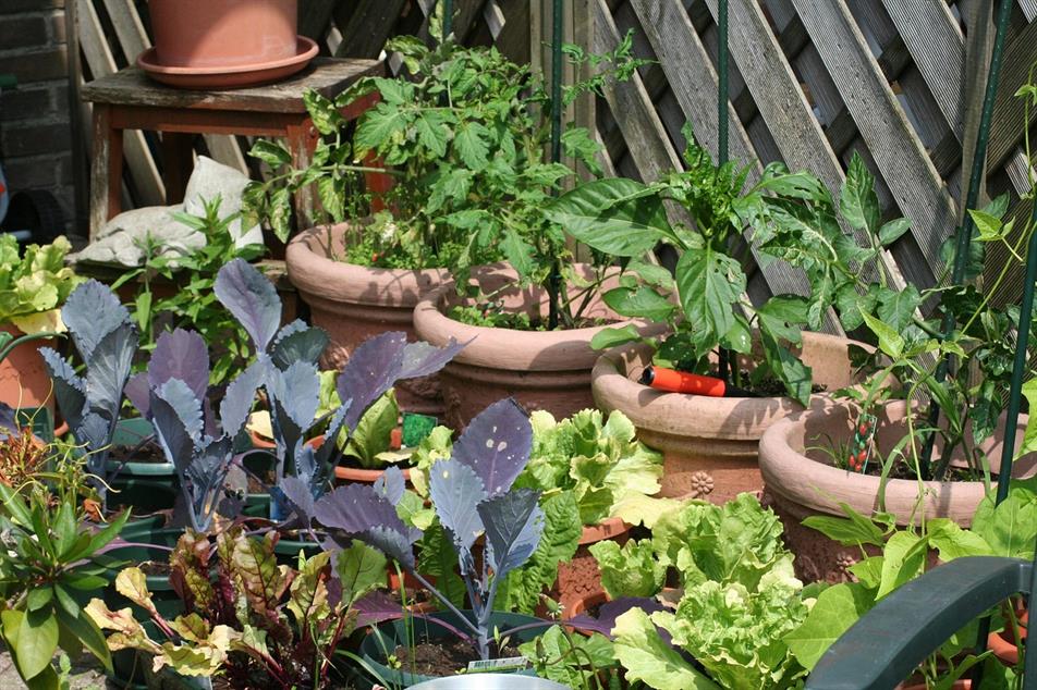gyo